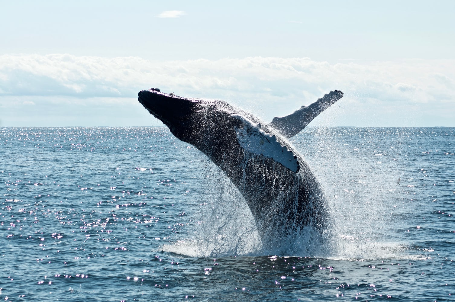 Whale watching, Mirissa